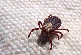 São Paulo registra 18 mortes por febre maculosa em 19 casos confirmados