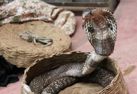Menino de dois anos morde e mata cobra venenosa após ser atacado em casa