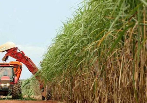 Usinas já processaram 3,5 milhões de toneladas de cana