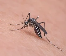 No rastro da dengue, casos de chikungunya aumentam no Brasil