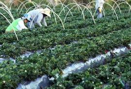 Plataforma do Desenrola renegociará dívidas de agricultores familiares