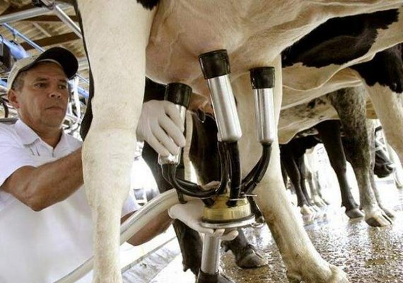 Destaque na produção mundial de leite, Brasil ainda tem dificuldade para exportar