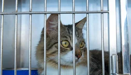 Focinho Responsável realiza nova edição de feira de adoção na Serraria