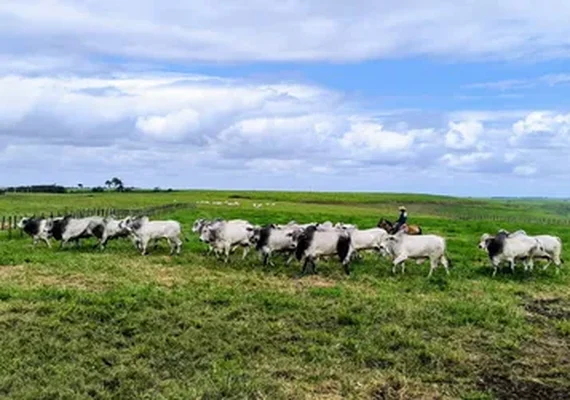 Arroba do boi salta mais de 10% em AL e abre novo ciclo na pecuária