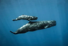 Estudo aponta semelhanças entre comunicação de baleias-cachalote e linguagem humana