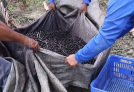 Fazenda alagoana investe em fertirrigação e qualidade no cultivo de açaí