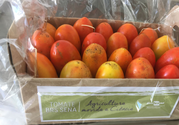 Pindorama e Embrapa reúnem-se para implementação de híbrido de tomate
