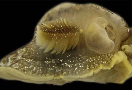 A misteriosa criatura marinha descoberta por cientistas na costa britânica
