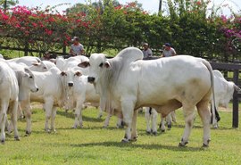 Leilão IBC aposta no bom momento da pecuária de corte