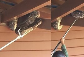 Jiboia é capturada após aparecer em telhado de casa na Santa Amélia