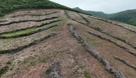 FPI registra maior desmatamento em 15 etapas de fiscalização em Alagoas