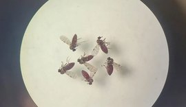 Estudo detalha diferenças entre sintomas da febre do Oropouche e da dengue