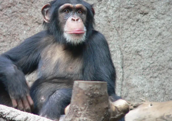 Estudo aponta habilidade geométrica em macacos semelhante a de crianças