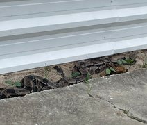 Polícia resgata jiboia de 2,3 metros em via pública em Jacarecica