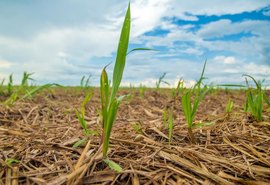 Fornecedores iniciam plantio de inverno da cana