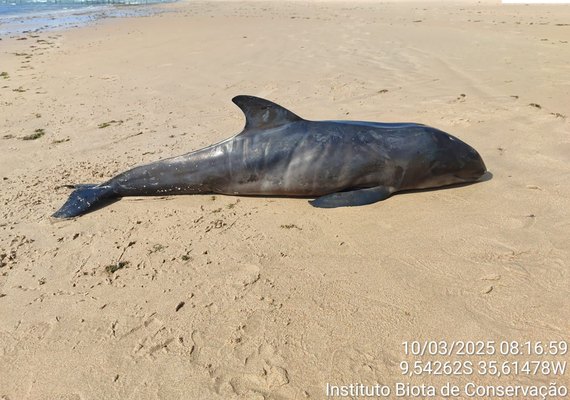 Filhote de golfinho é encontrado morto em Ipioca e passa por necropsia em Maceió﻿