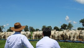 Preço do boi reage e 9º Encorte debate futuro da pecuária