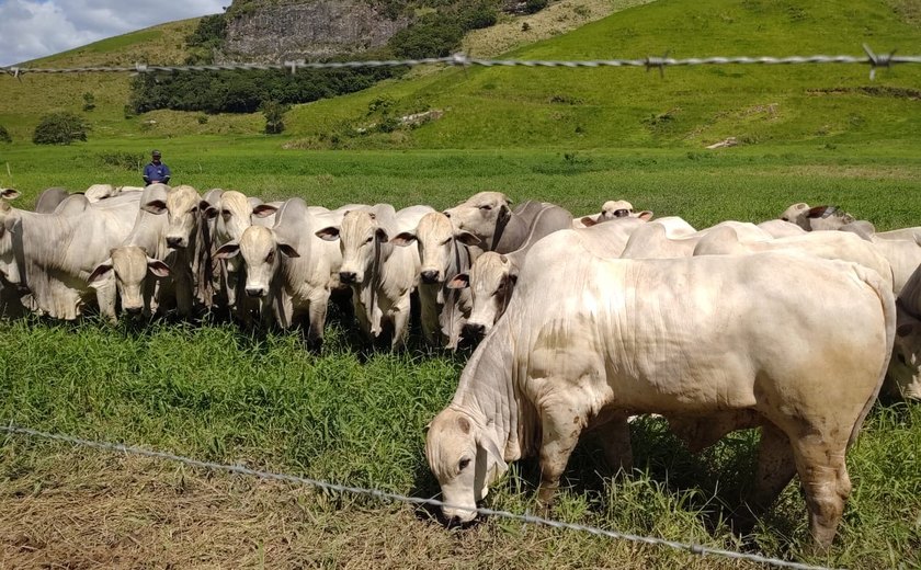 Jornal de Alagoas - Genética apurada é ponto forte do 1° Leilão Mega Touros