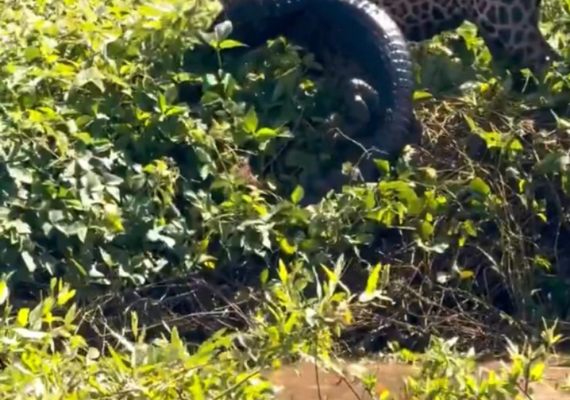 Vídeo: onça mergulha e captura jacaré em ataque impressionante