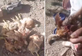 Mortes de animais em Craíbas geram medo e mistério entre moradores da região