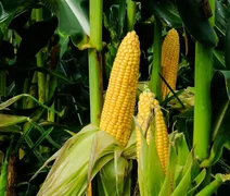 Preço do milho continua subindo, no Brasil
