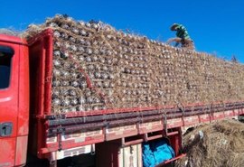 Abacaxi produzido em Alagoas conquista o mercado paulista