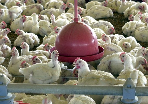 Argélia abre mercado para carne de frango do Brasil, diz Itamaraty