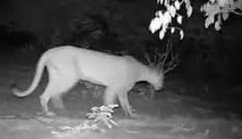 Registro histórico: onça-parda vista em Alagoas depois de 25 anos