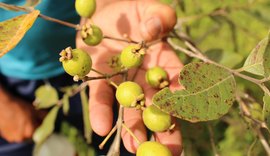 Pesquisa investiga relação entre os nomes dos alimentos e o consumo
