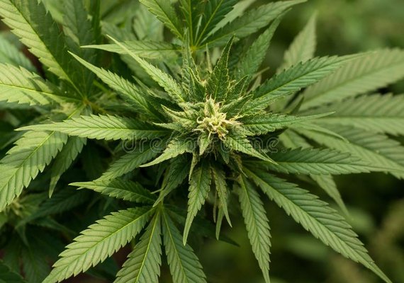 Senado mexicano aprova lei de descriminalização da maconha