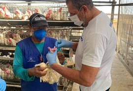 Fiscalização em granjas de Alagoas monitora circulação de vírus
