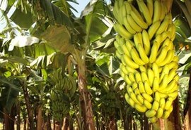 Emater realiza dia de campo para discutir o cultivo da banana na Zona da Mata