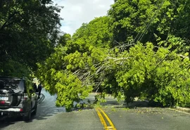 Árvore cai, derruba poste e deixa moradores sem energia no bairro da Serraria, em Maceió