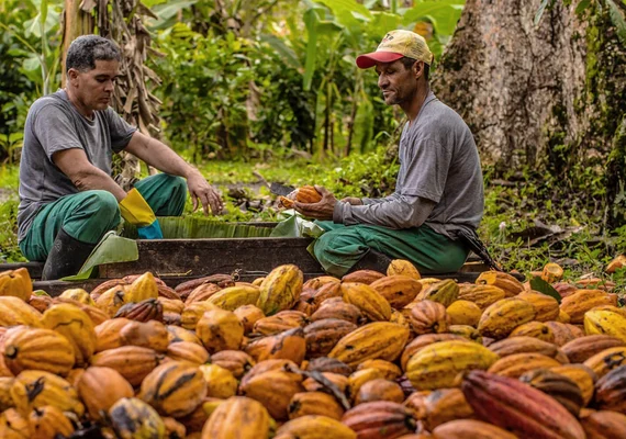 Coopcacau realiza 3º Encontro Estadual dos Produtores de Cacau em AL