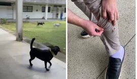 UFAL suspende aulas de Direito após ataques de cães errantes no campus