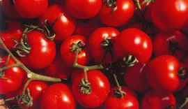 Estudo aponta que substância do tomate protege o cérebro contra Parkinson