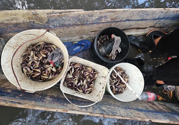 Jovens são flagrados capturando caranguejos no defeso em Maceió