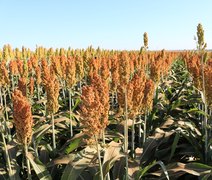 Sorgo ganha espaço na safra 2025/26 e desafia o milho safrinha