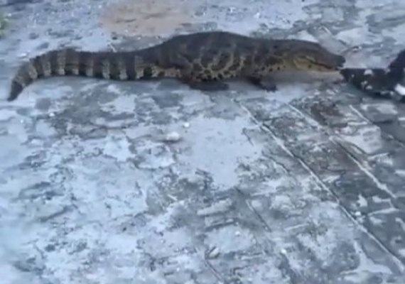 Jacaré é encontrado em cemitério no interior de AL e morde funcionário