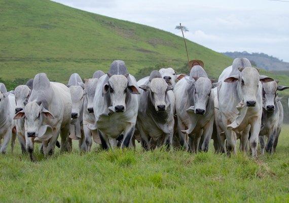 18º Leilão Nelore Positivo acontece nesta terça (25) na 72ª Expoagro Alagoas