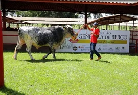 Início dos leilões e julgamentos de animais marcam a programação do segundo dia da Expoalagoas