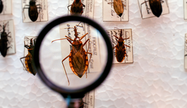 Brasil investe em pesquisa e luta pela eliminação da Doença de Chagas