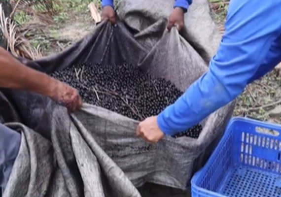 Fazenda alagoana investe em fertirrigação e qualidade no cultivo de açaí