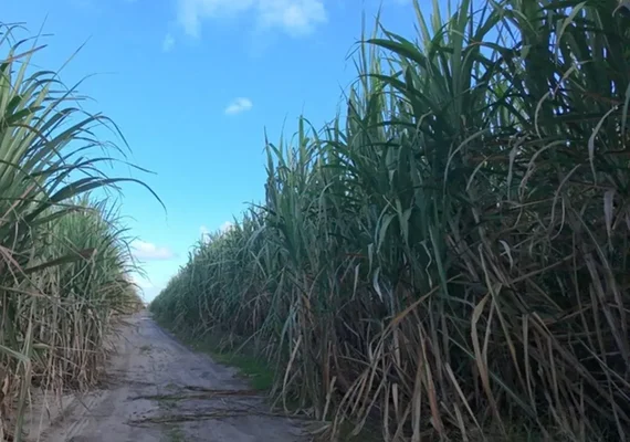 Método amplia impacto de herbicidas sobre a água em até 116 vezes