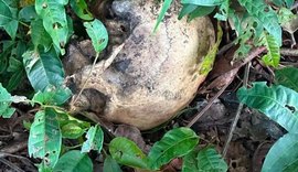 Mistério em Coruripe: ossada humana achada às margens da rodovia AL-105