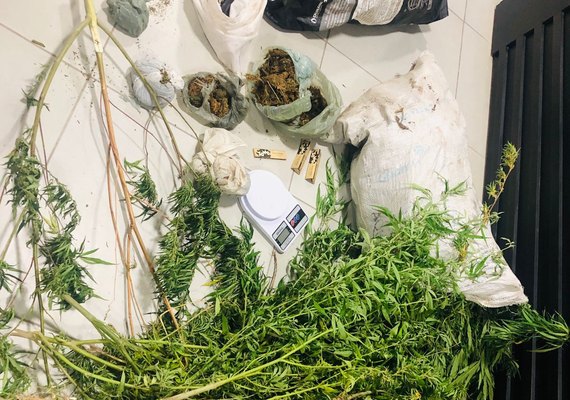 Operação conjunta prende suspeito de tráfico e apreende 300 pés de maconha em Inhapi