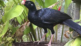 Mutum-de-Alagoas volta ao seu bioma de origem graças ao agronegócio canavieiro