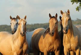 6º Alagoas Quarter Horse enaltece produção QM de Alagoas