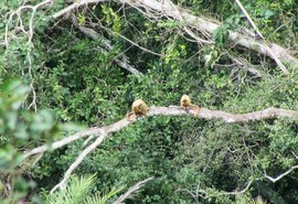 IMA registra espécie de macaco ameaçada de extinção em unidade de conservação no Sertão