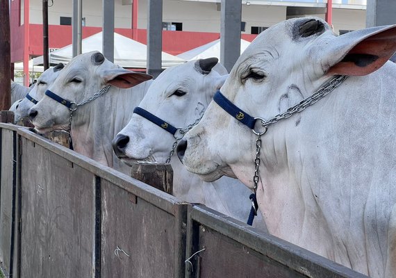 Genética animal é destaque entre os pavilhões da 73ª Expoagro